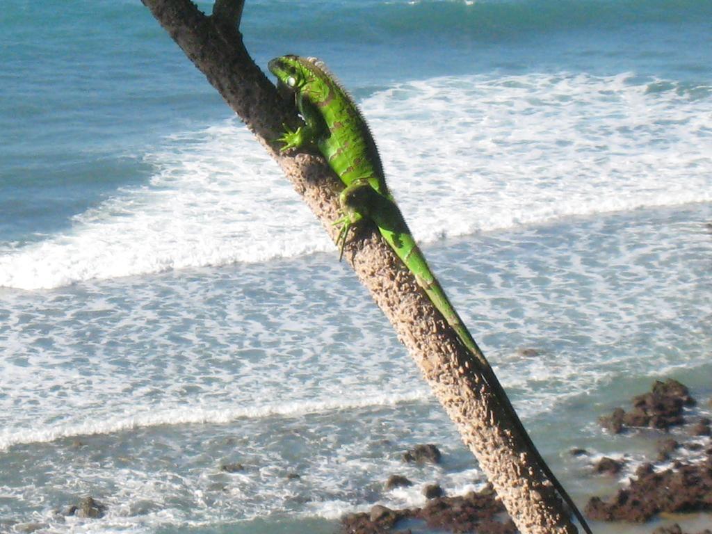 Pousada La Bonita Baía Formosa Eksteriør bilde